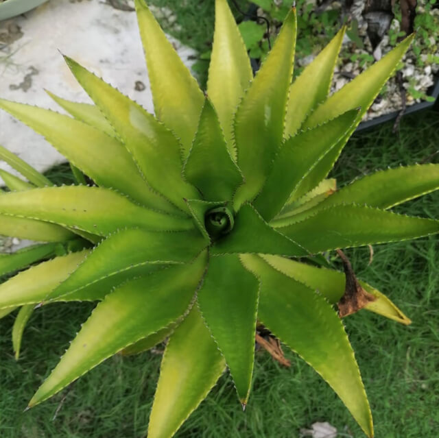 Agave sp. nov. tabasco